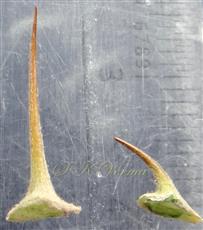 Stipular spines